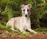 Whippet 9Y563D-005